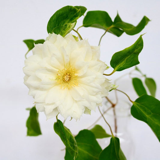 Clematis Duchess of Edinburgh (50cm)