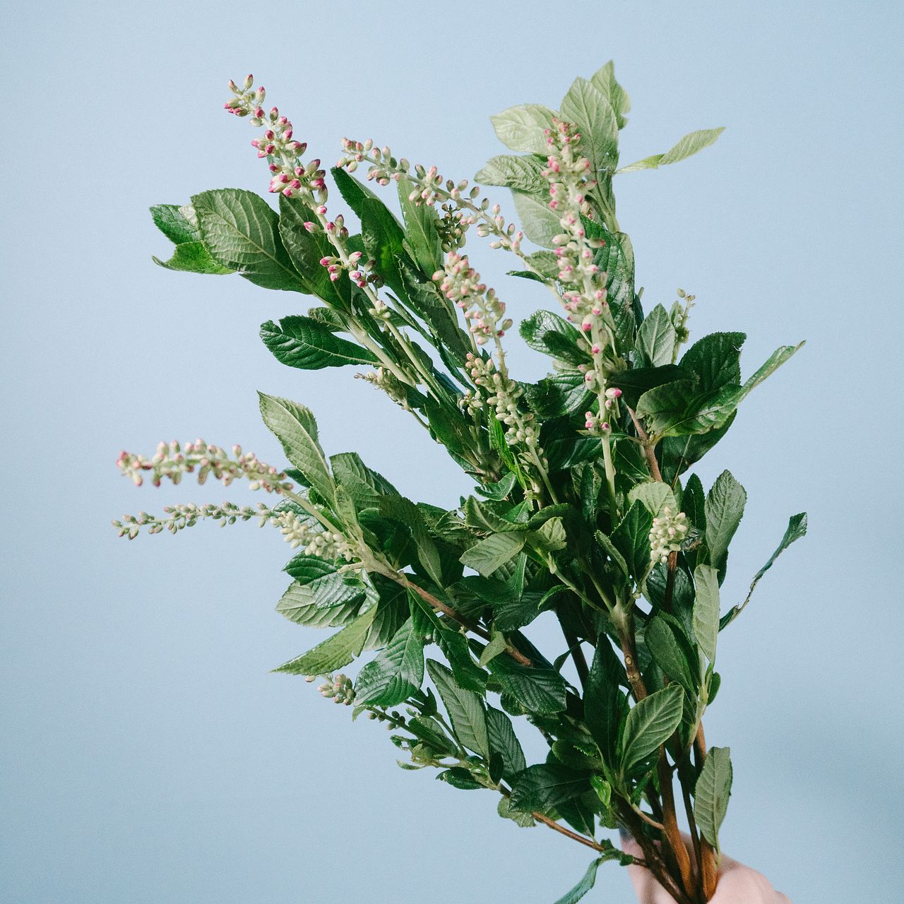 Clethra Ruby Spice