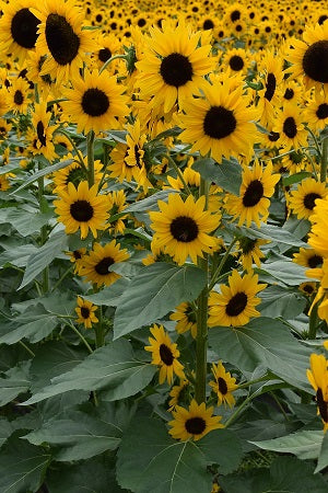 Helianthus Concert Bell (150cm)