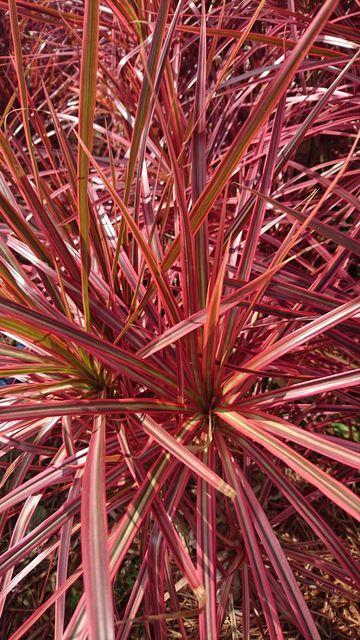 Dracaena marginata Concinna Rainbow