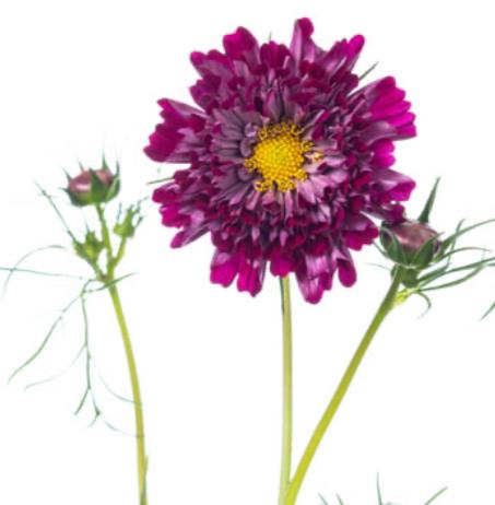 !! Anniversary Promo !! Cosmos Double Click Mix (Random Colour)