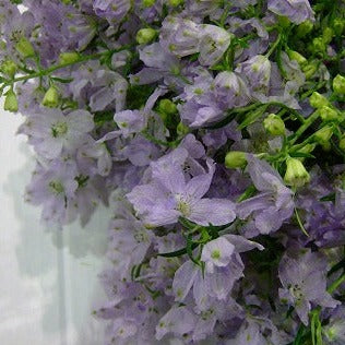(Clearance Sale) Delphinium Crystal Lavender (60cm)