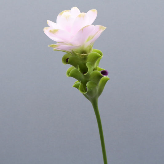 Curcuma Ribbon (秀2L 40cm)