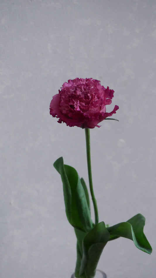 Eustoma NF Cassis Ball (1F)