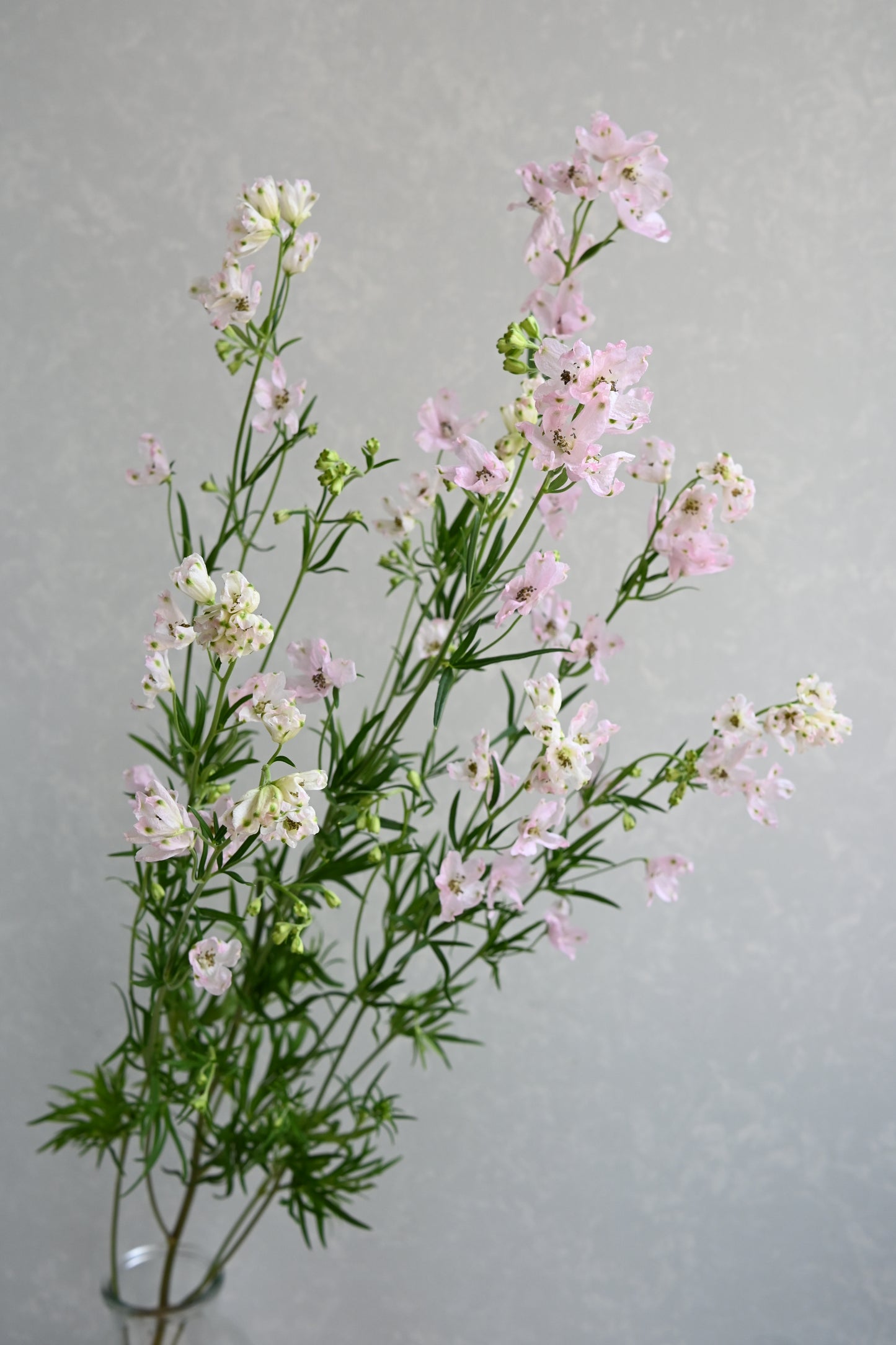 Delphinium Sakurahime (秀 80cm)