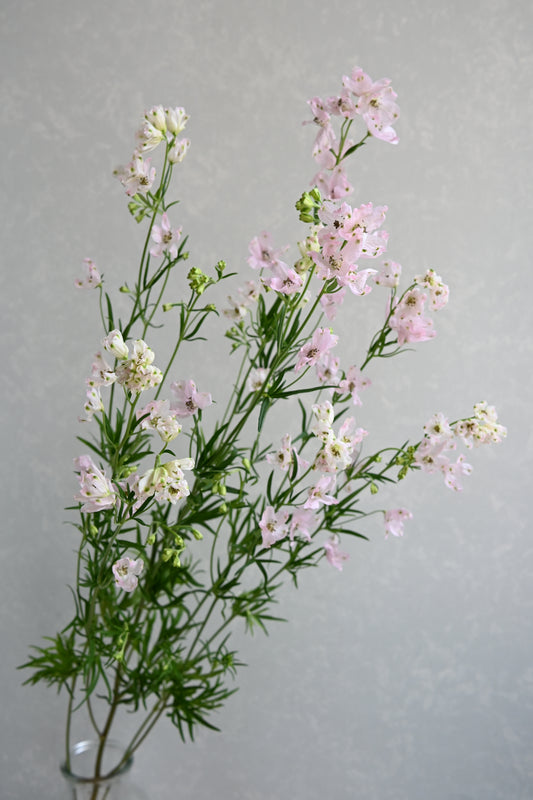 Delphinium Sakurahime (60cm)