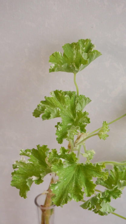 Geranium ゼラニウム