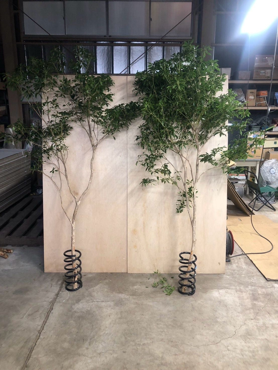 Pieris (200 cm 特)
