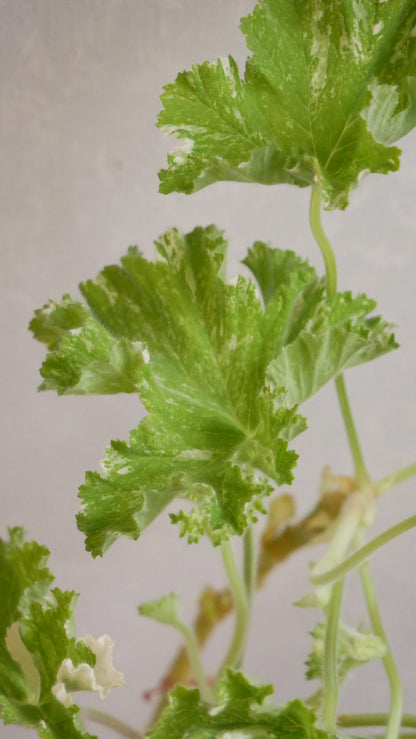 Geranium ゼラニウム
