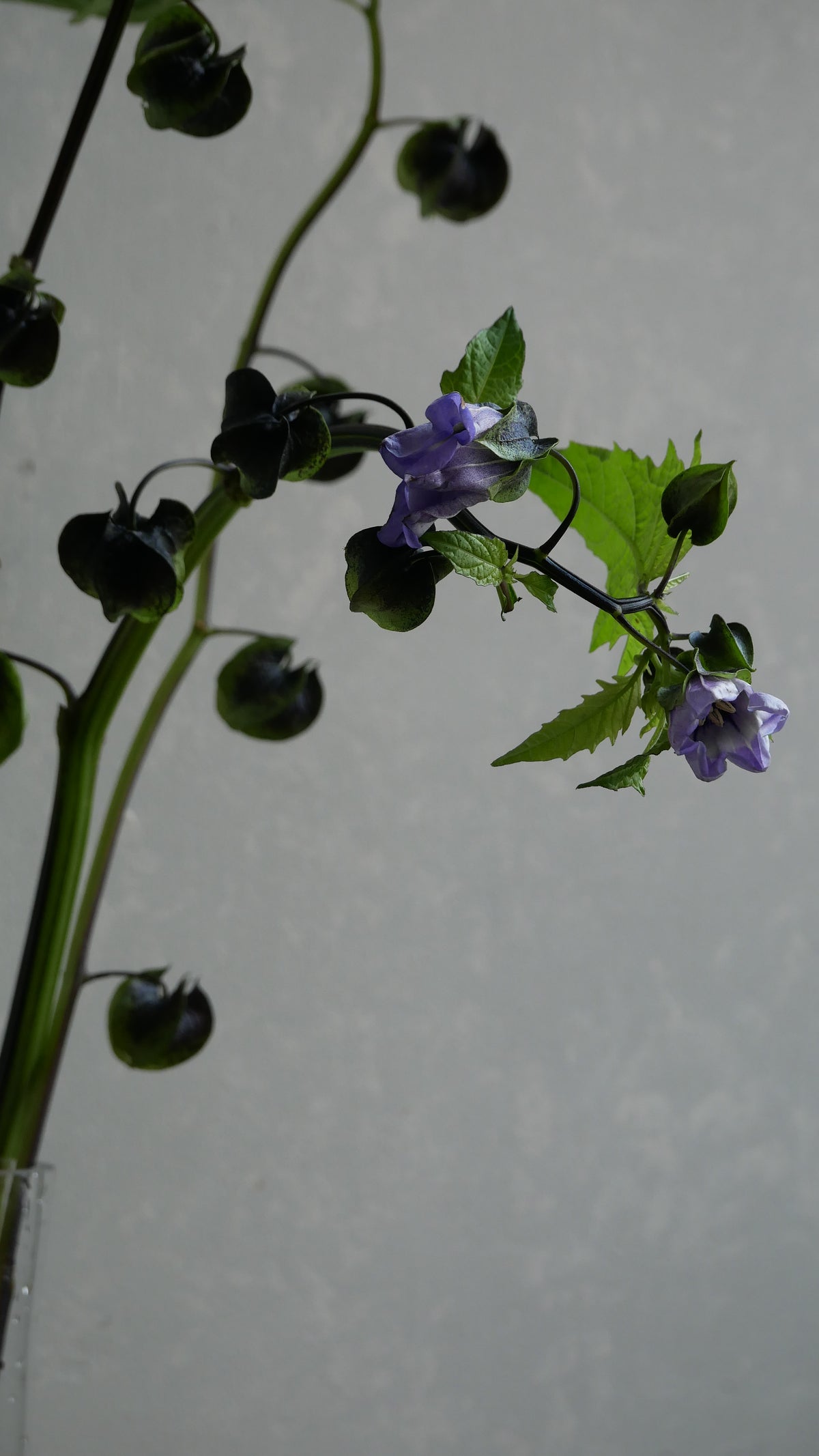 Physalis Alkekengi 鬼灯 黒法月 sp. Atsunko Mix (35-60cm)