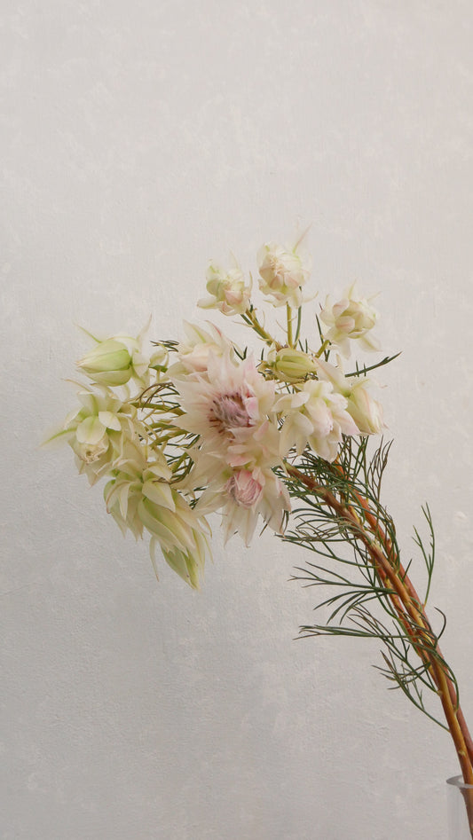 新入荷!! Blushing Bride (50cm From South Africa)