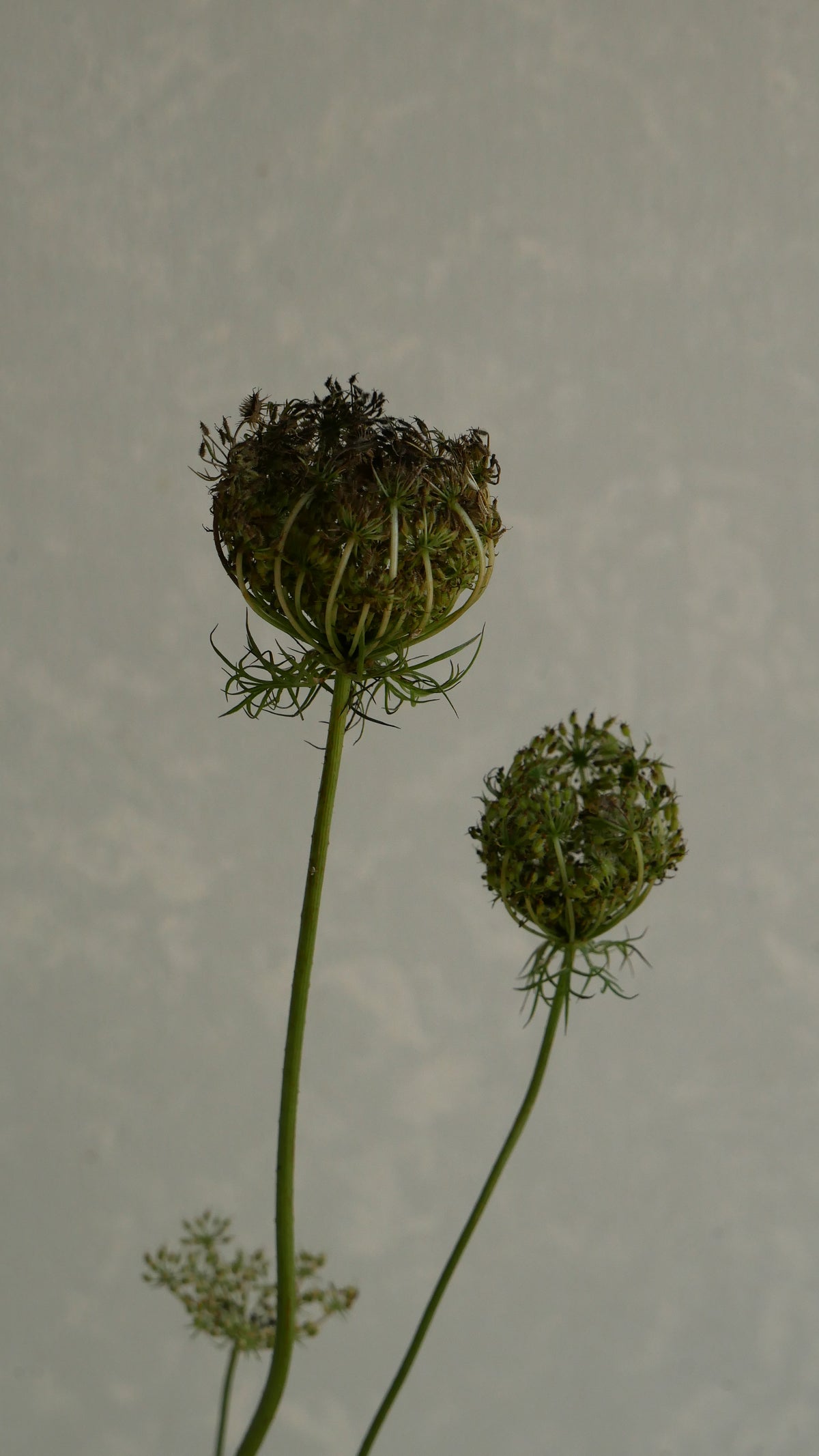 Ammi Daucus Seed (70cm)