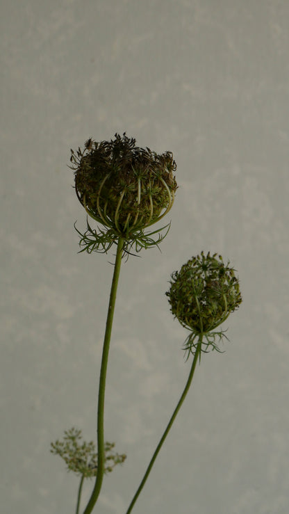 Ammi Daucus Seed (70cm)