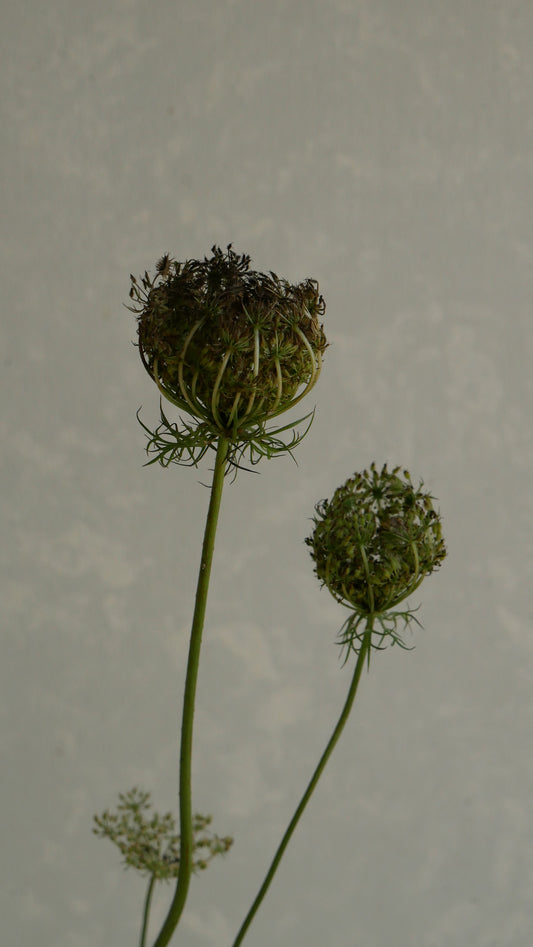 Ammi Daucus Seed (70cm)