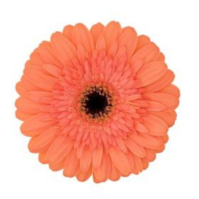 Gerbera Colin (50cm)