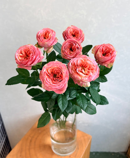 Pink Ranuncula