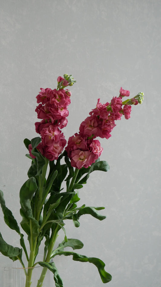 強香!! Matthiola Vintage Brown (70cm)
