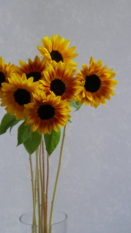 Helianthus Sunrich Maron