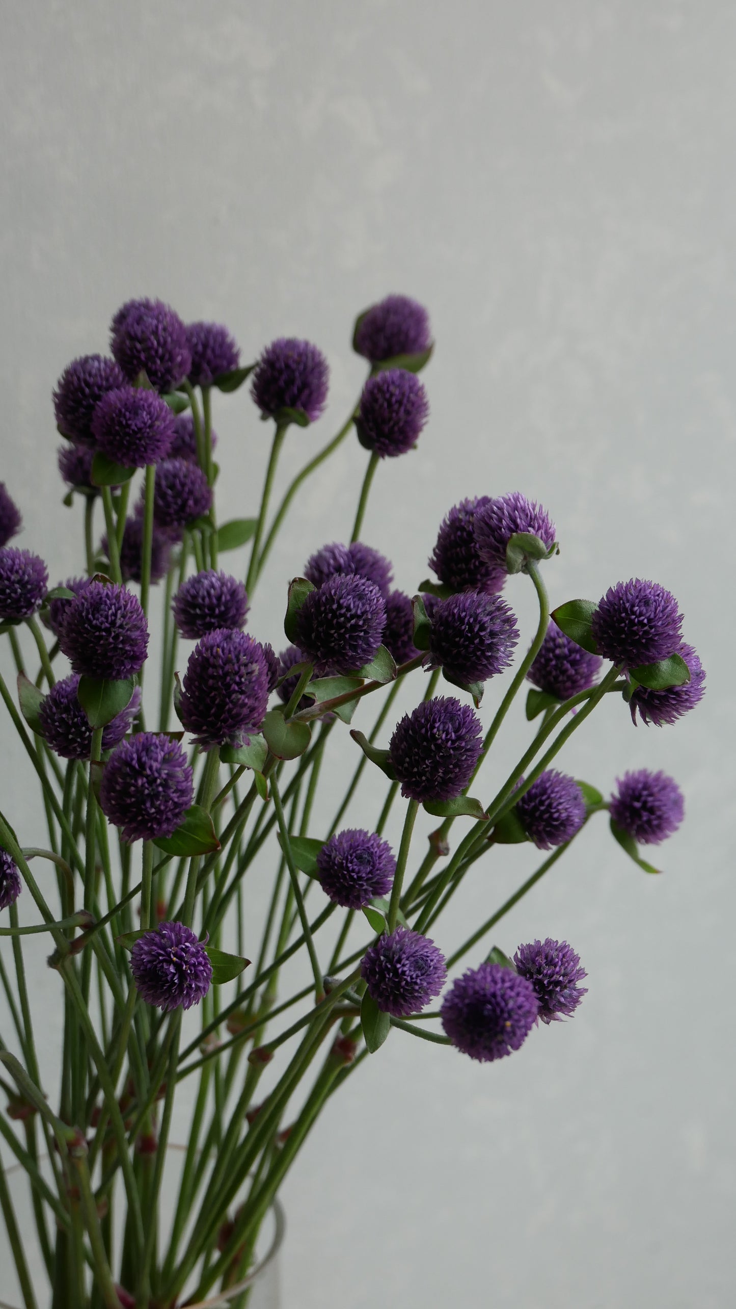 Gomphrena globosa (Tinted Amethyst)