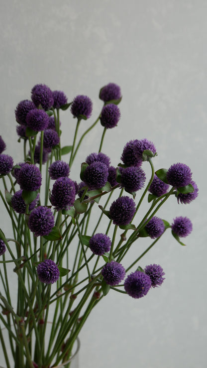 Gomphrena globosa (Tinted Amethyst)