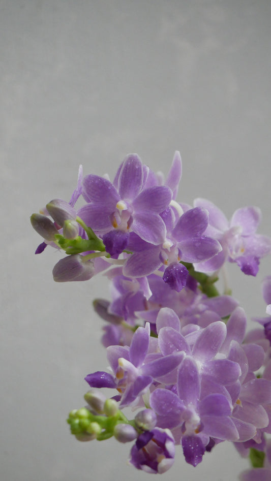 (Clearance Sale) Phalaenopsis aphrodite Blue Star