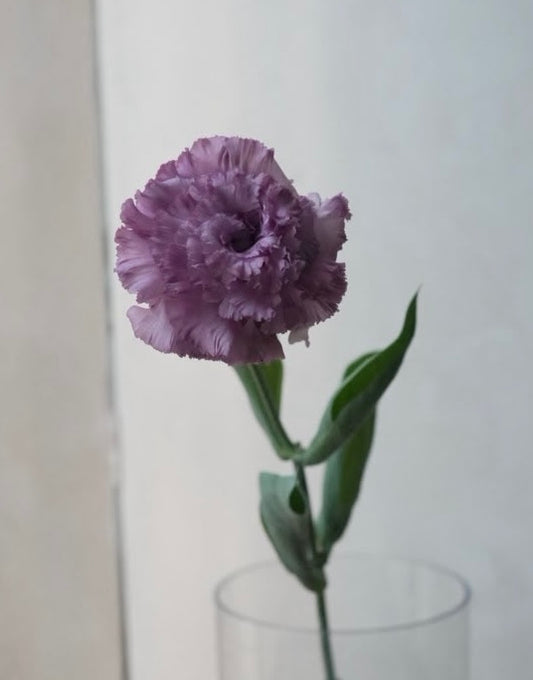 Eustoma NF Yofukashi grape (1F)