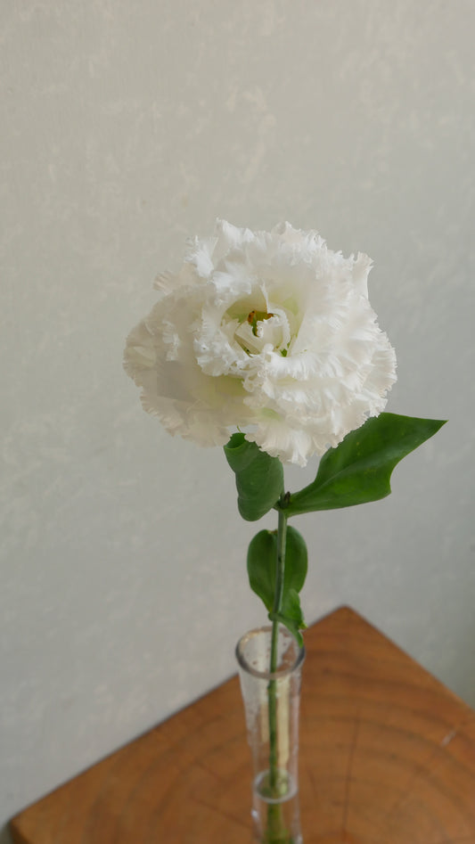 Eustoma NF Dome White (1F)