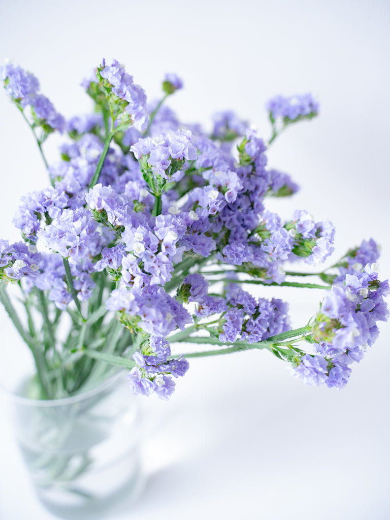 Limonium sinuatum Ice Blue (70cm)