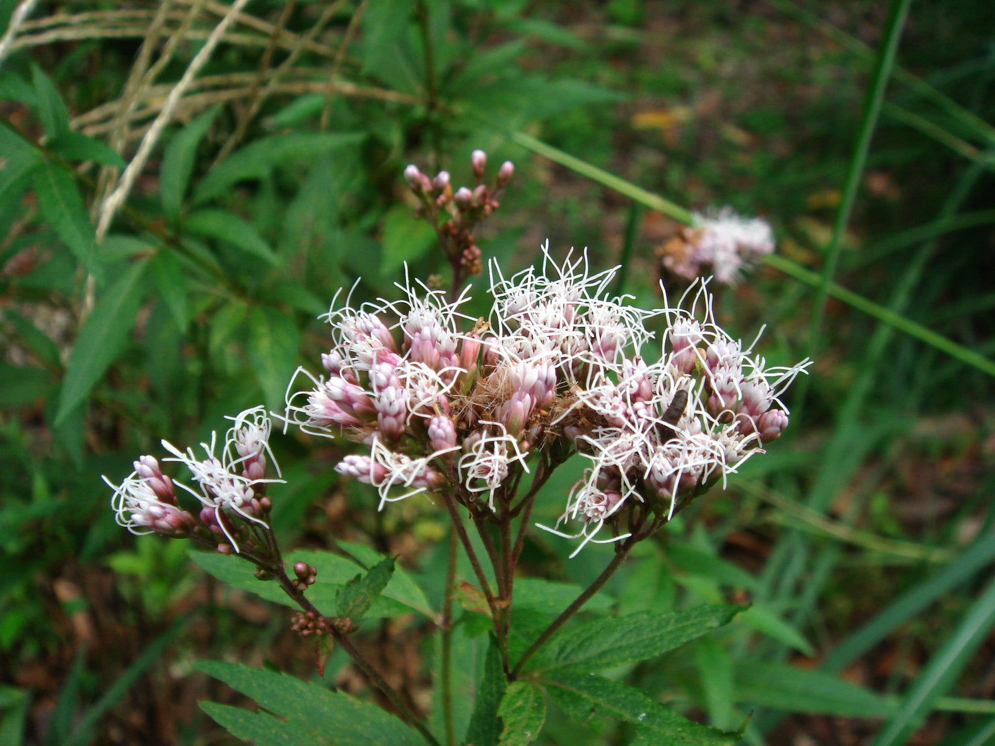 Eupatorium japonicum