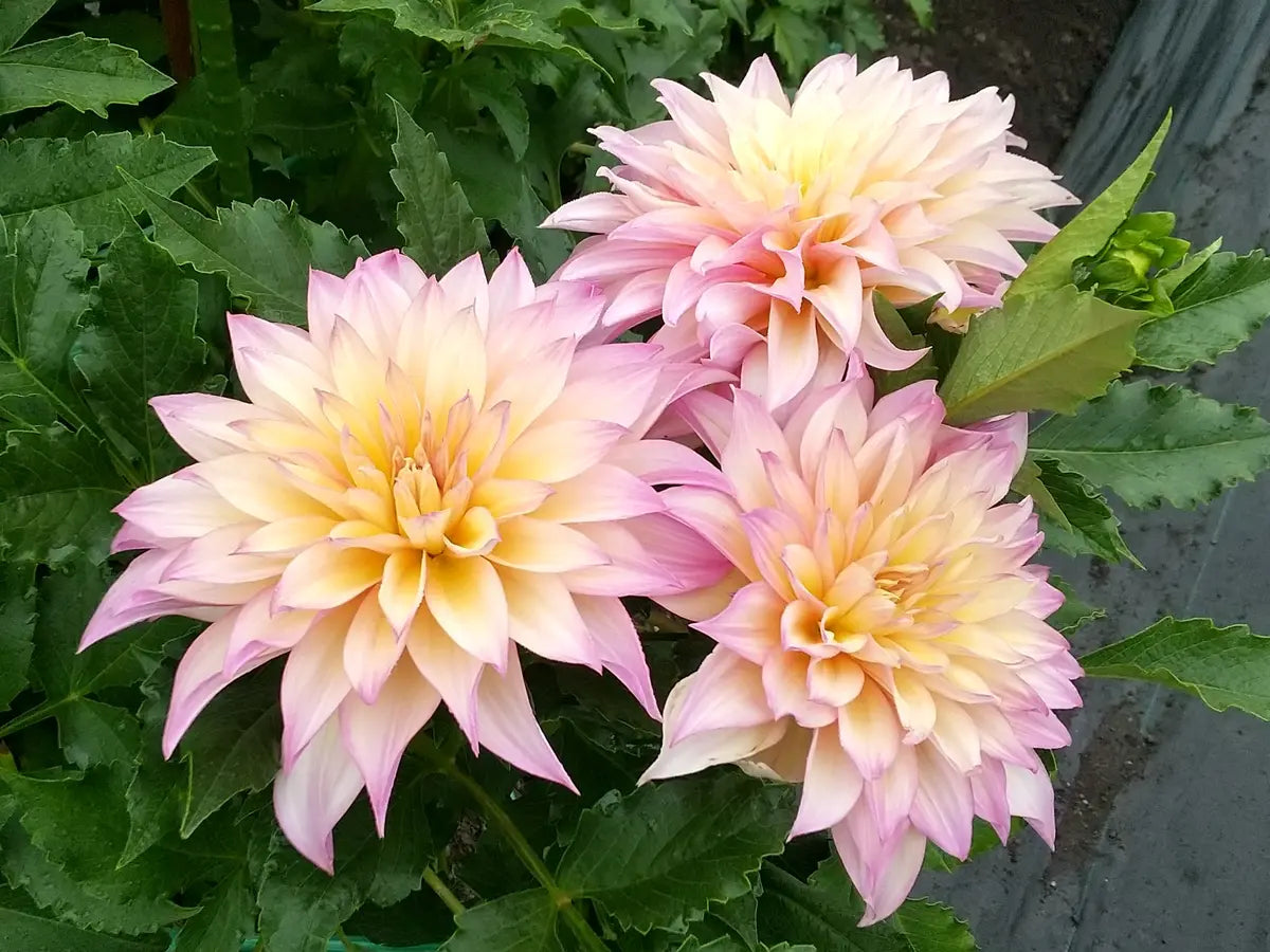 Dahlia 愛の園