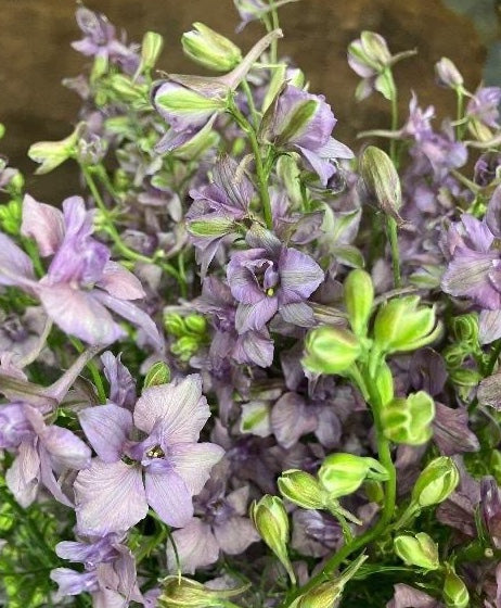 Delphinium Misty Lavender