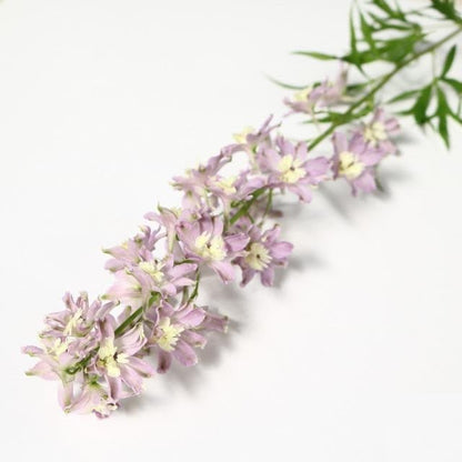 Delphinium Misty Trick Pink (50-60cm)