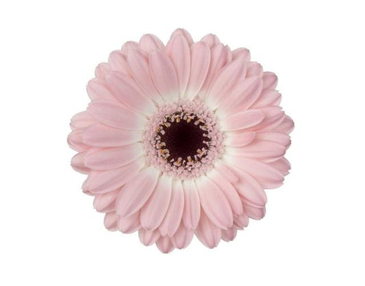 Gerbera Dixon