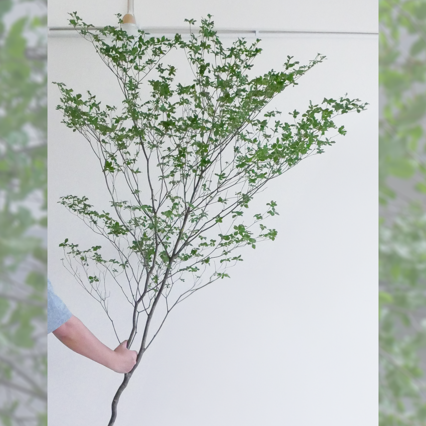 Enkianthus (150 cm)