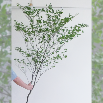 Enkianthus (130 cm)