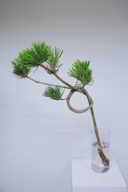 お菊の松（結び）