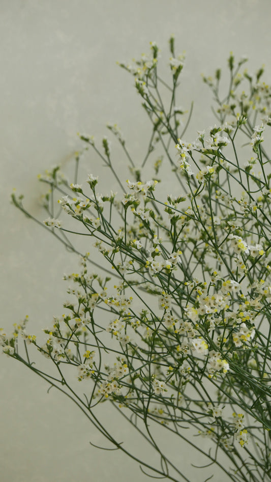 Statice (Limonium sinuatum) Kino Bloom (80cm)