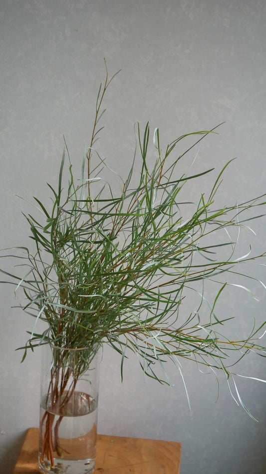 (Clearance Sale) Grevillea (60cm)