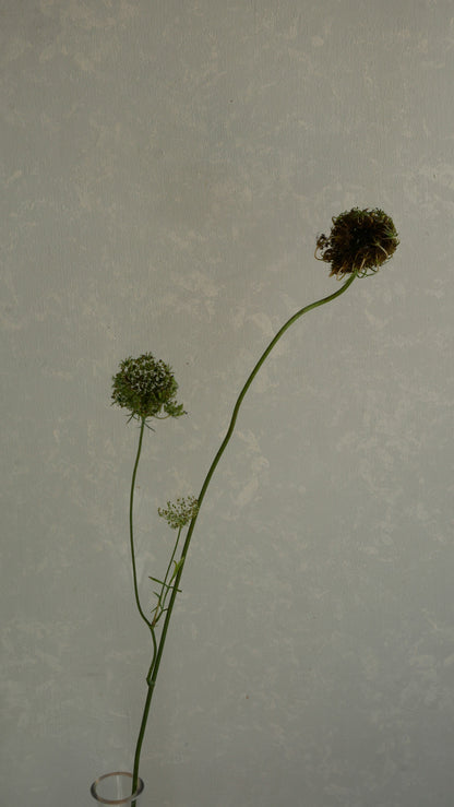Ammi Daucus Seed (70cm)