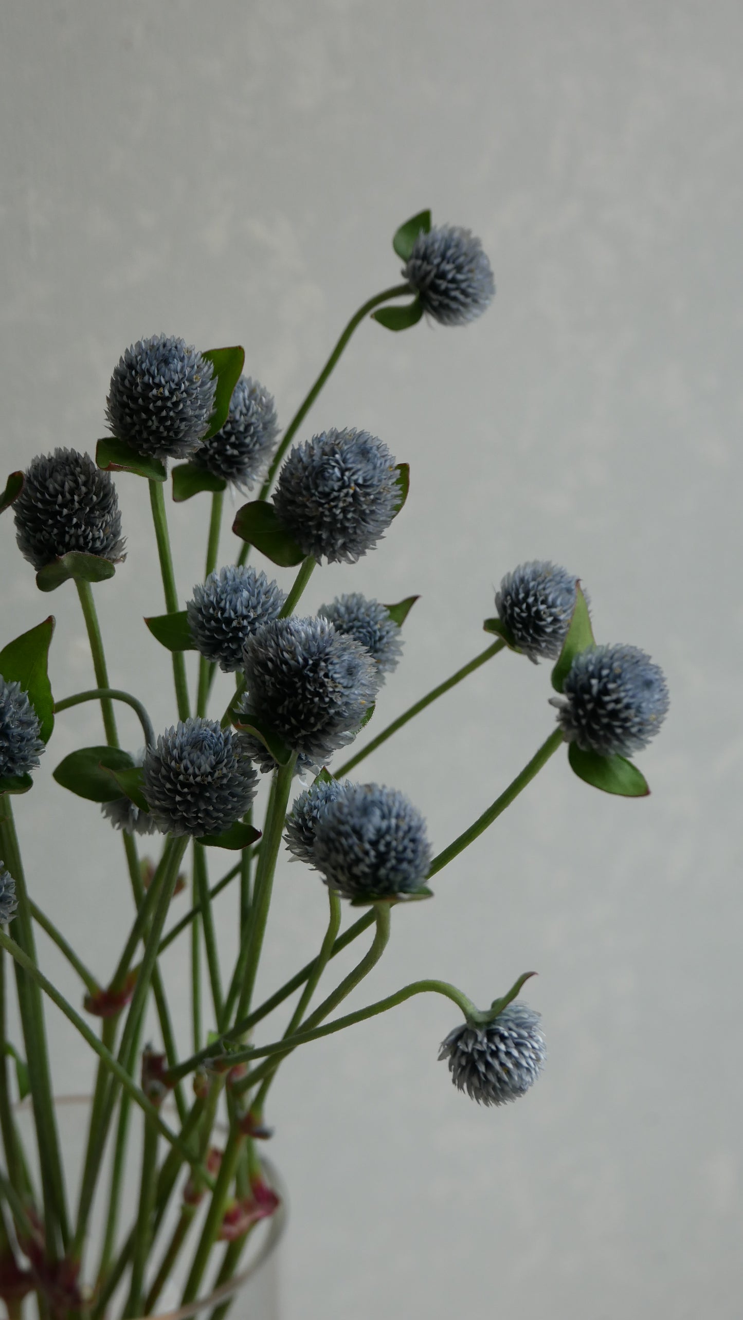 Gomphrena globosa (Tinted Ash Gray)