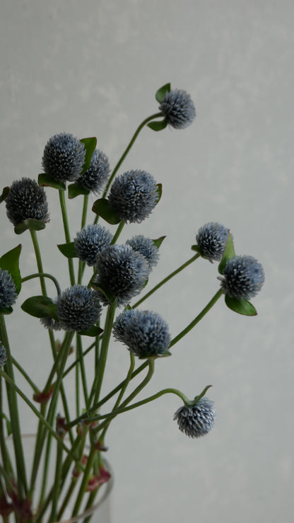 Gomphrena globosa (Tinted Ash Gray)