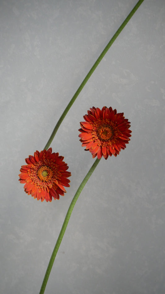 (Clearance Sale) Gerbera Halloween Pumpkin