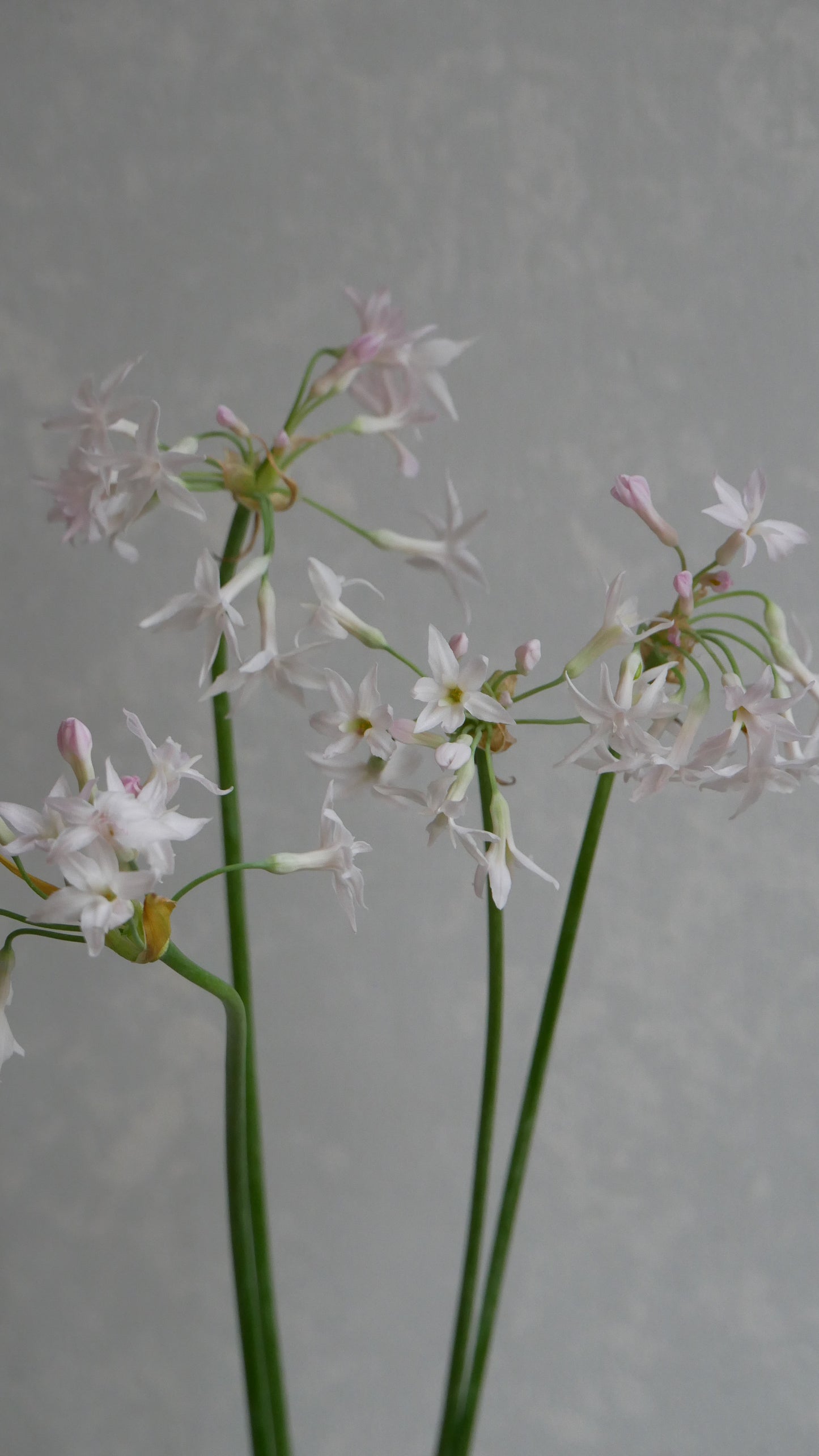 Tulbaghia Alba (55-60cm)