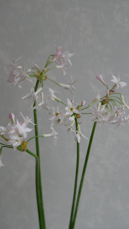 Tulbaghia Alba (55-60cm)