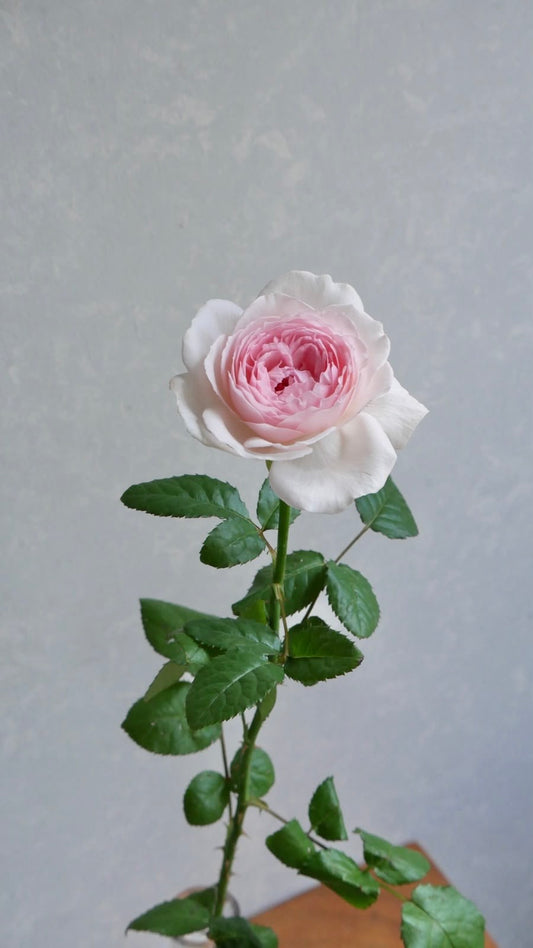 Wishing (50cm)