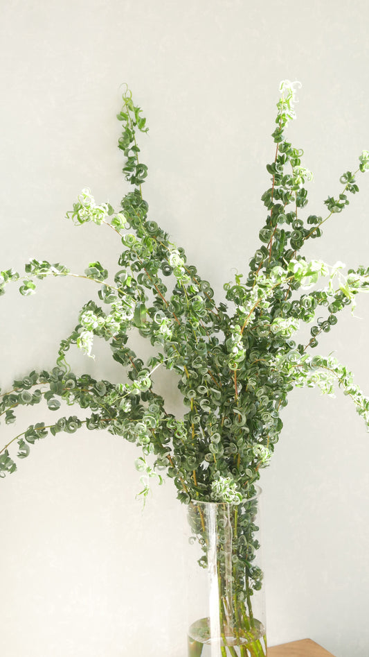 Salix Curl Glass Willow 勾玉柳