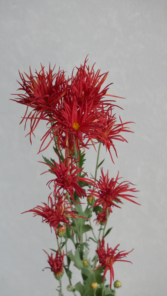 (Clearance Sale) Chrysanthemum 嵯峨菊 赤
