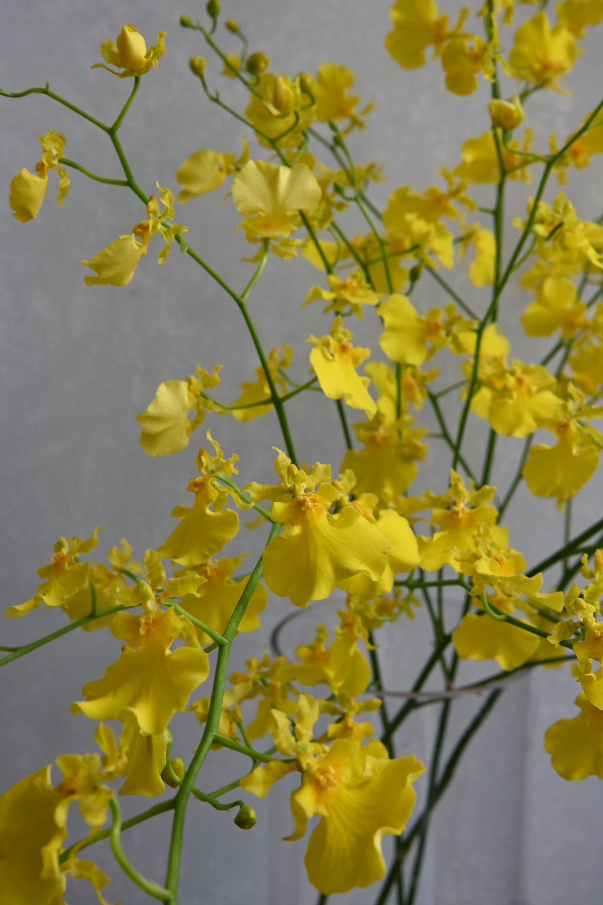 Oncidium Yellow Angel (70cm)