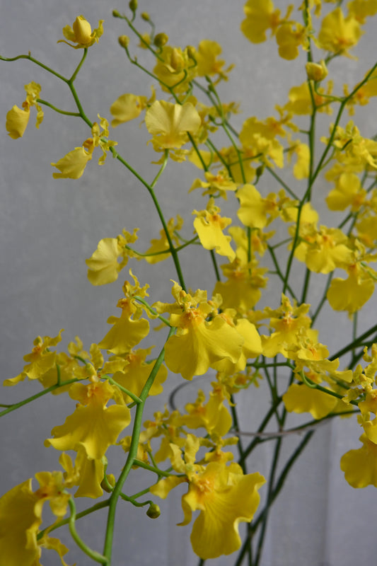 Oncidium Yellow Angel (70cm)