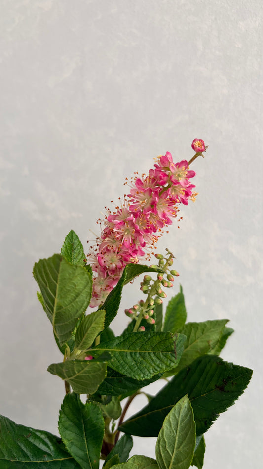 (Clearance Sale) Clethra Ruby Spice